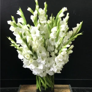 Send 24 mix gladiolus in vase