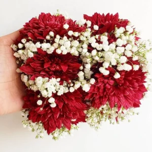 Send Red Daisy Gajray With Gipso