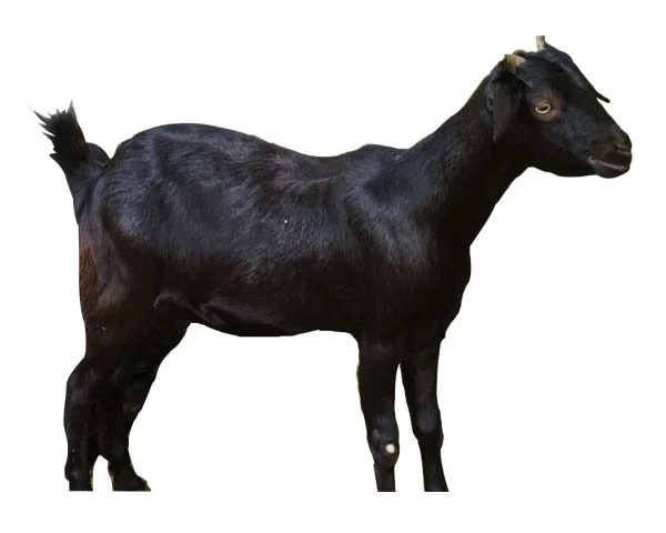 Sadqa Of Goat Send Sadqa Of GoatSadqa Of Goat