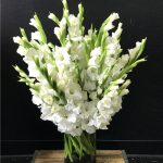 24 mix gladiolus in vase