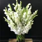 Send 24 mix gladiolus in vase