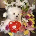 Send Basket of flower with teddy Bear Giftinday