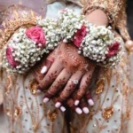 Send Pink Roses And Gipso Imported Gajray