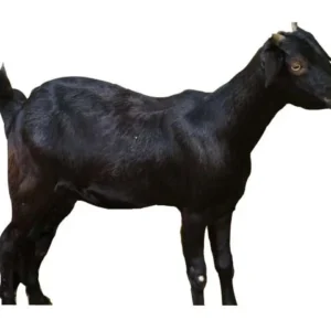 Send Sadqa Of Goat